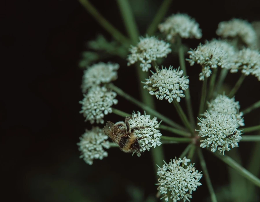 Angelica root plant