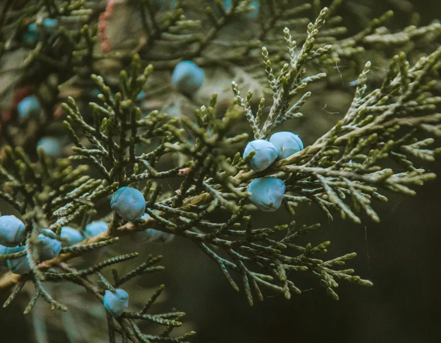 bright juniper berry bush